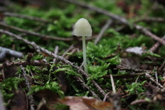 Hemimycena lactea