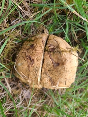 Caloboletus radicans