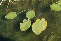 Nuphar variegata