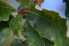 Diplazon laetatorius