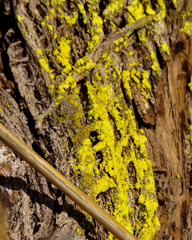 Chrysothrix candelaris