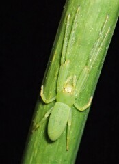 Cetratus rubropunctatus