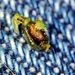 Asphondylia menthae - Photo (c) Luis Silva,  זכויות יוצרים חלקיות (CC BY-NC-ND), הועלה על ידי Luis Silva