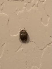Ixodidae