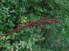 Rumex cristatus