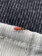 Anthocomus rufus