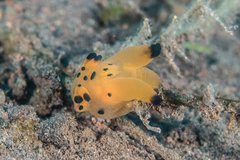 Thecacera