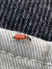 Anthocomus rufus