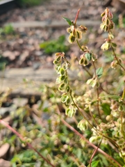 Fallopia dumetorum