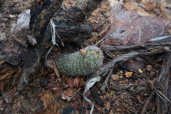 Mammillaria sheldonii