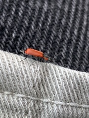 Anthocomus rufus