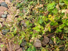 Fallopia dumetorum