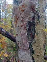 Fomitiporia punctata