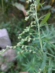 Artemisia verlotiorum