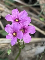 Oxalis articulata