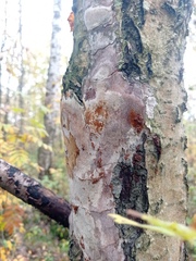 Fomitiporia punctata