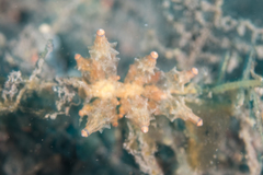 Eubranchus