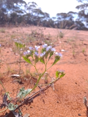 Limonium lobatum