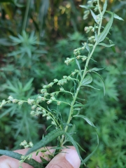 Artemisia verlotiorum