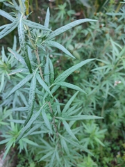 Artemisia verlotiorum
