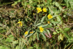 Hieracium umbellatum
