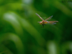 Anax ephippiger