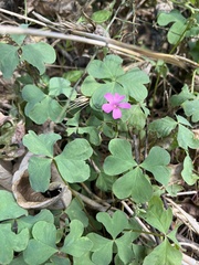 Oxalis articulata