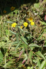 Hieracium umbellatum