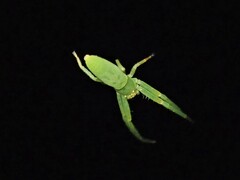 Cetratus rubropunctatus