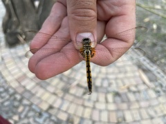 Urothemis edwardsii