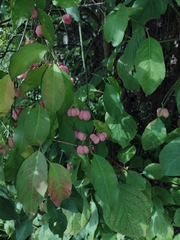 Euonymus atropurpureus
