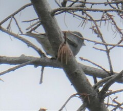 Junco hyemalis caniceps