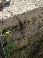 Podarcis muralis