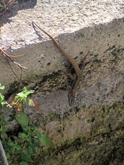 Podarcis muralis