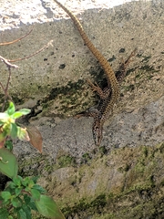 Podarcis muralis