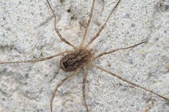 Odiellus spinosus
