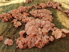 Ascocoryne sarcoides