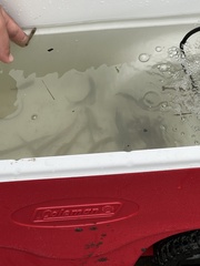 Alosa pseudoharengus