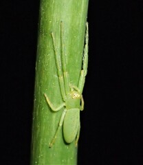 Cetratus rubropunctatus