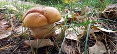 Cortinarius triumphans