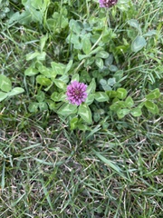 Trifolium pratense