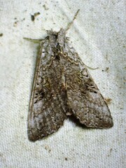 Syngrapha viridisigma