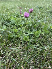Trifolium pratense