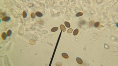 Panaeolus fontinalis