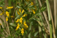 Genista germanica
