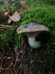 Gomphidius glutinosus