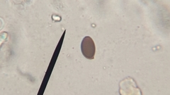 Panaeolus fontinalis