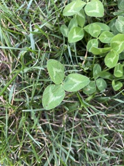 Trifolium pratense