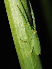 Cetratus rubropunctatus