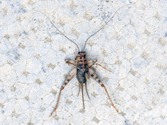 Gryllomorpha dalmatina